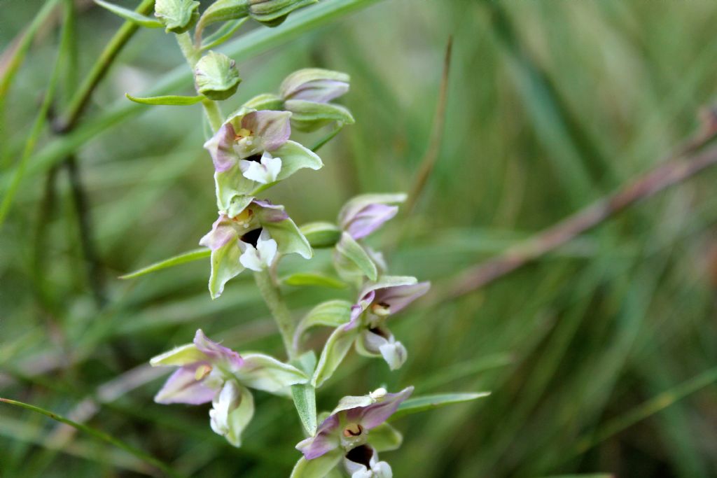 Epipactis helleborine